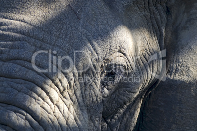 Elefant Detail in Südafrika