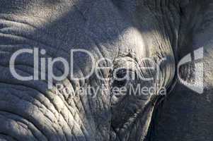 Elefant Detail in Südafrika