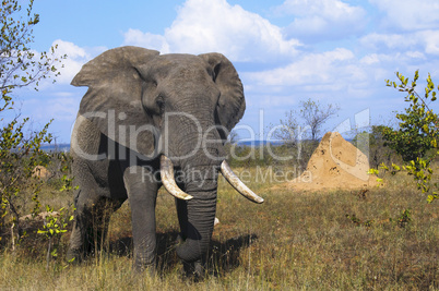 Elefanten in Südafrika