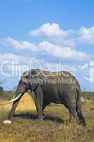 Elefanten in Südafrika