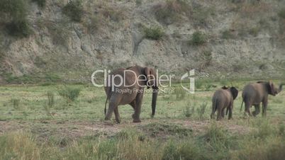 elefant and two babies