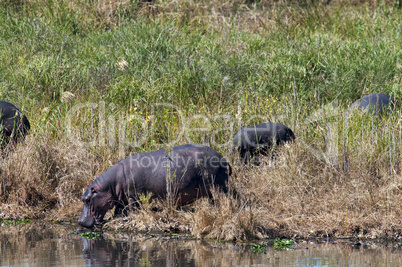 Flusspferd - Hippo