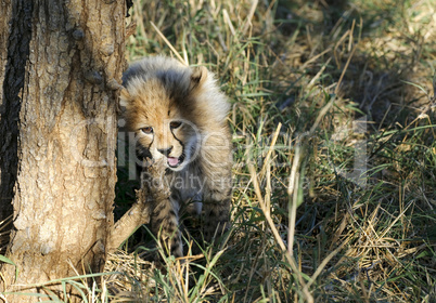 Gepard - Cheetah