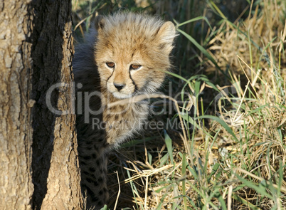 Gepard - Cheetah