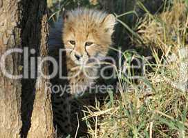 Gepard - Cheetah