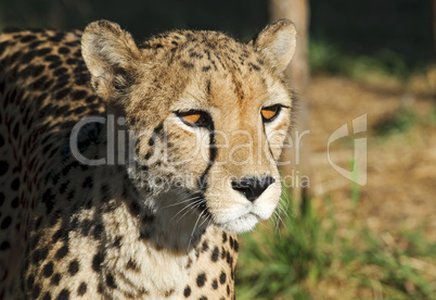 Gepard - Cheetah