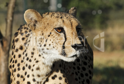 Gepard - Cheetah