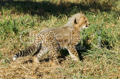 Gepard - Cheetah