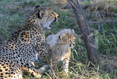 Gepard - Cheetah