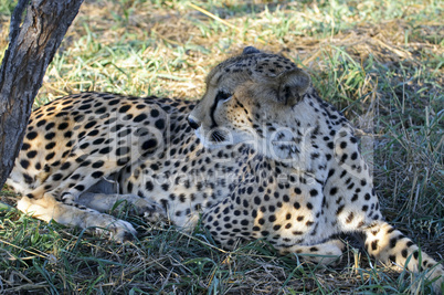 Gepard - Cheetah