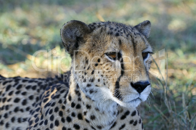 Gepard - Cheetah