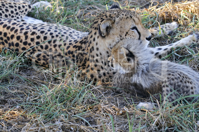 Gepard - Cheetah