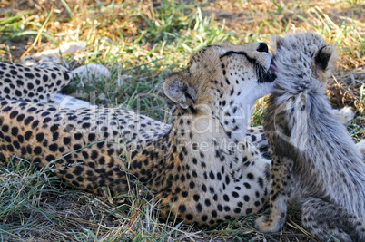 Gepard - Cheetah