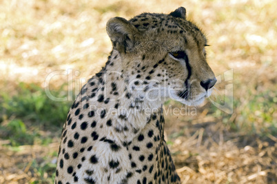 Gepard - Cheetah