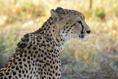 Gepard - Cheetah