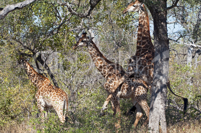 Giraffes in South Africa