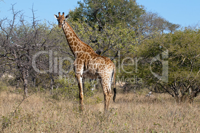 Giraffes in South Africa