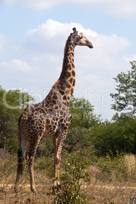 Giraffes in South Africa