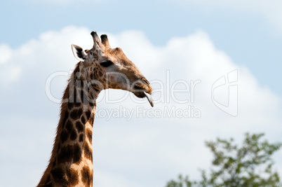 Giraffes in South Africa