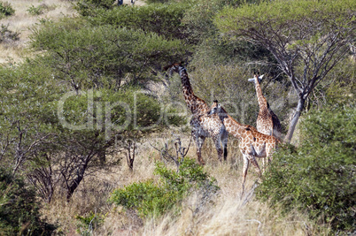 Giraffes in South Africa