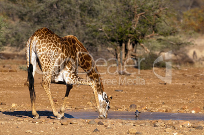 Giraffes in South Africa