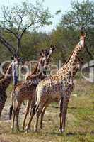 Giraffes in South Africa