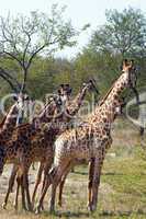 Giraffes in South Africa