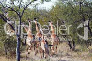 Giraffes in South Africa