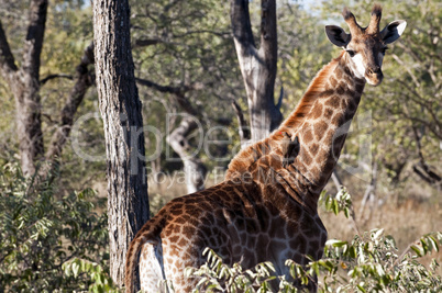 Giraffes in South Africa