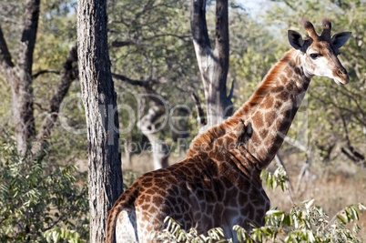 Giraffes in South Africa