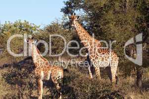 Giraffes in South Africa