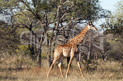 Giraffes in South Africa