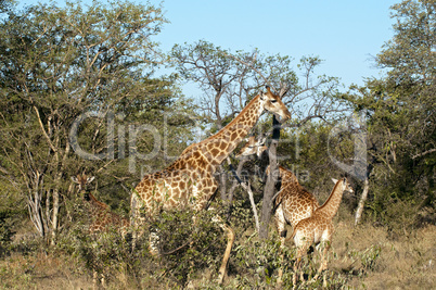 Giraffes in South Africa