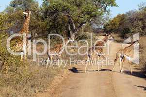 Giraffes in South Africa