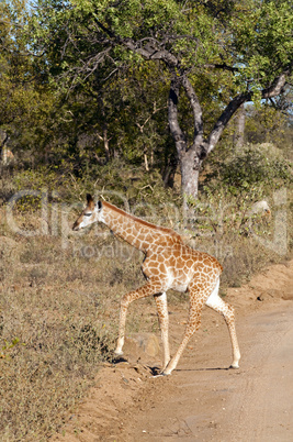 Giraffes in South Africa