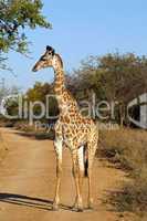 Giraffes in South Africa