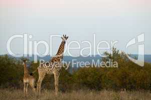 Giraffes in South Africa