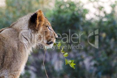 Löwe - Lion