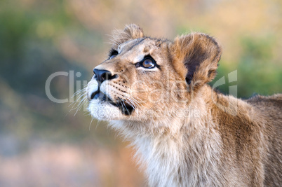 Löwe - Lion