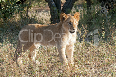 Löwe - Lion