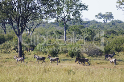 Zebras