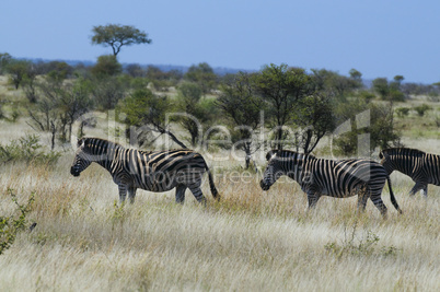 Zebras