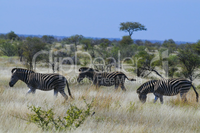 Zebras