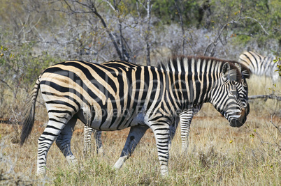 Zebras