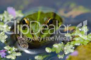 Grüner Wasserfrosch im Teich -.Edible Frog in pond close-up