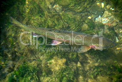 Grosse Regenbogenforelle -.Big wild rainbow trout