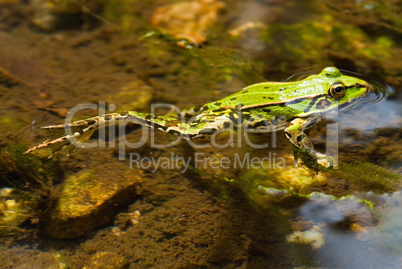 Grüner Wasserfrosch im Teich -.Edible Frog in pond close-up