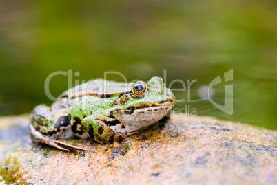 Grüner Wasserfrosch im Teich -.Edible Frog in pond close-up