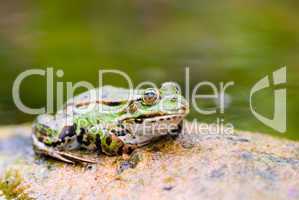 Grüner Wasserfrosch im Teich -.Edible Frog in pond close-up