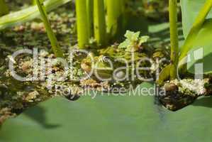 Grüner Wasserfrosch im Teich -.Edible Frog in pond close-up